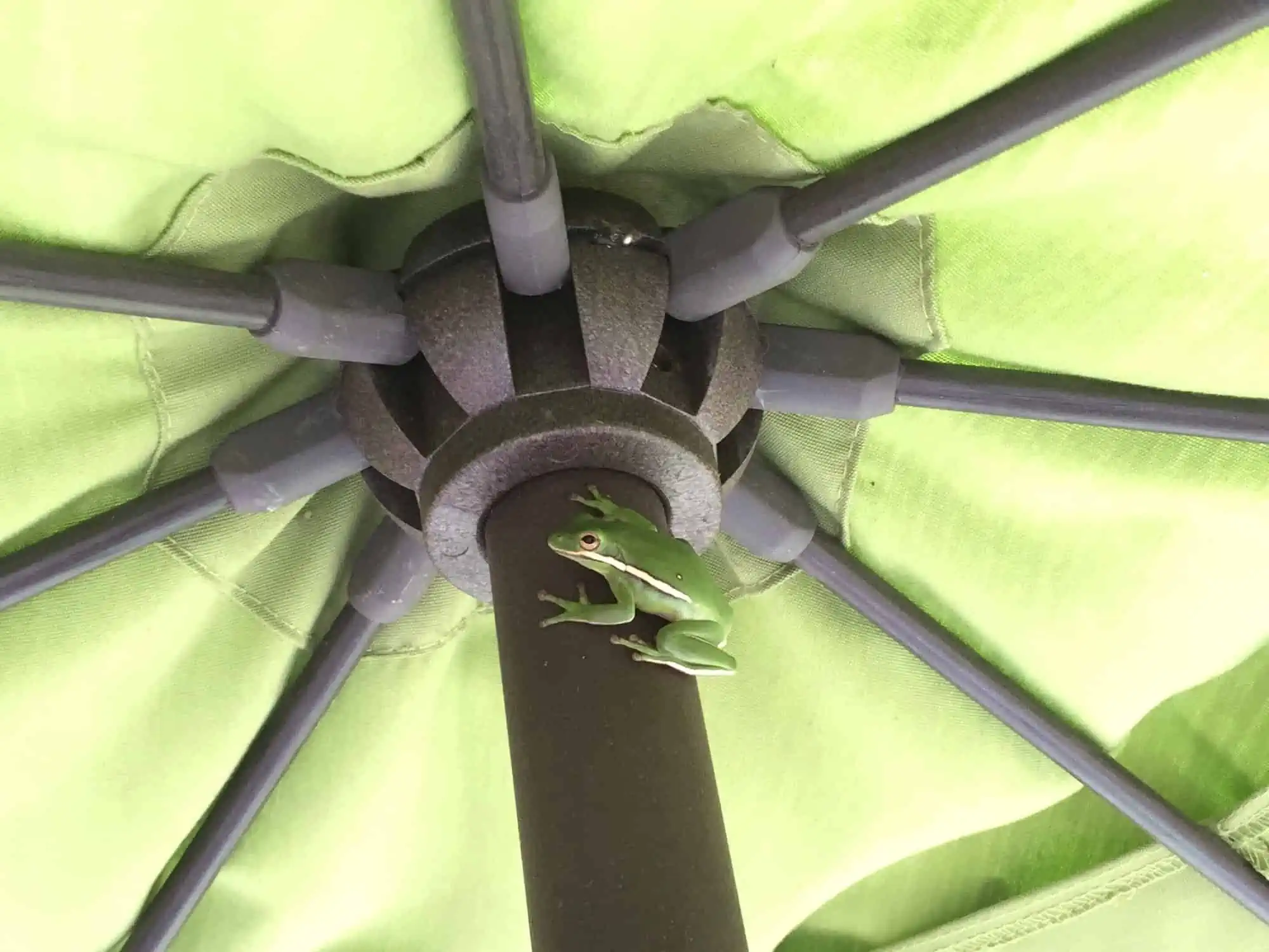 Green tree frog on a green patio umbrella